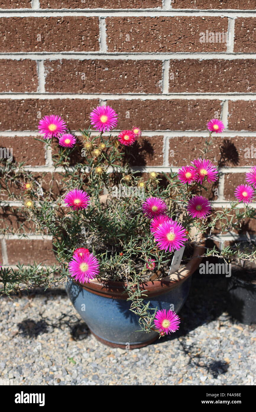 Hot Pink Pig Gesicht Blumen oder Mesembryanthemum, Eis Pflanze blüht, Livingstone Gänseblümchen in voller Blüte Stockfoto
