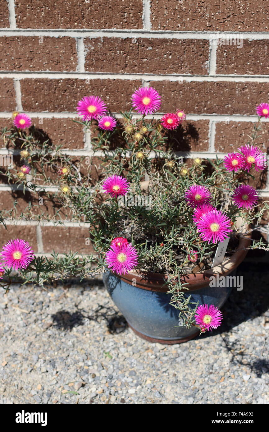Hot Pink Pig Gesicht Blumen oder Mesembryanthemum, Eis Pflanze blüht, Livingstone Gänseblümchen in voller Blüte wächst in einem Topf Stockfoto