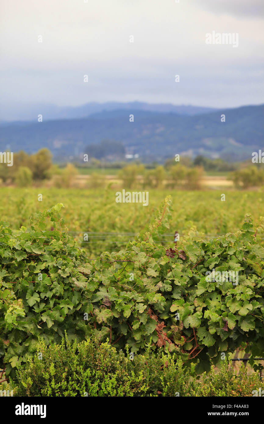 Napa Tal Weinberg Stockfoto