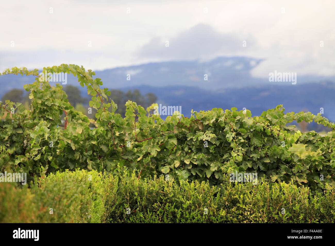 Napa Valley Stockfoto