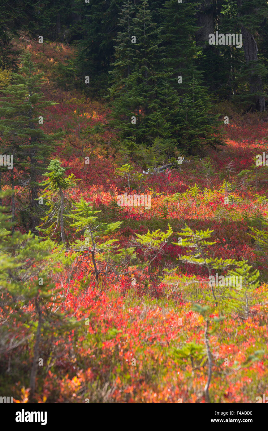 GIFFORD PINCHOT NATIONAL FOREST, WASHINGTON, USA - Herbstlaub in Indian Heaven Wilderness. Stockfoto