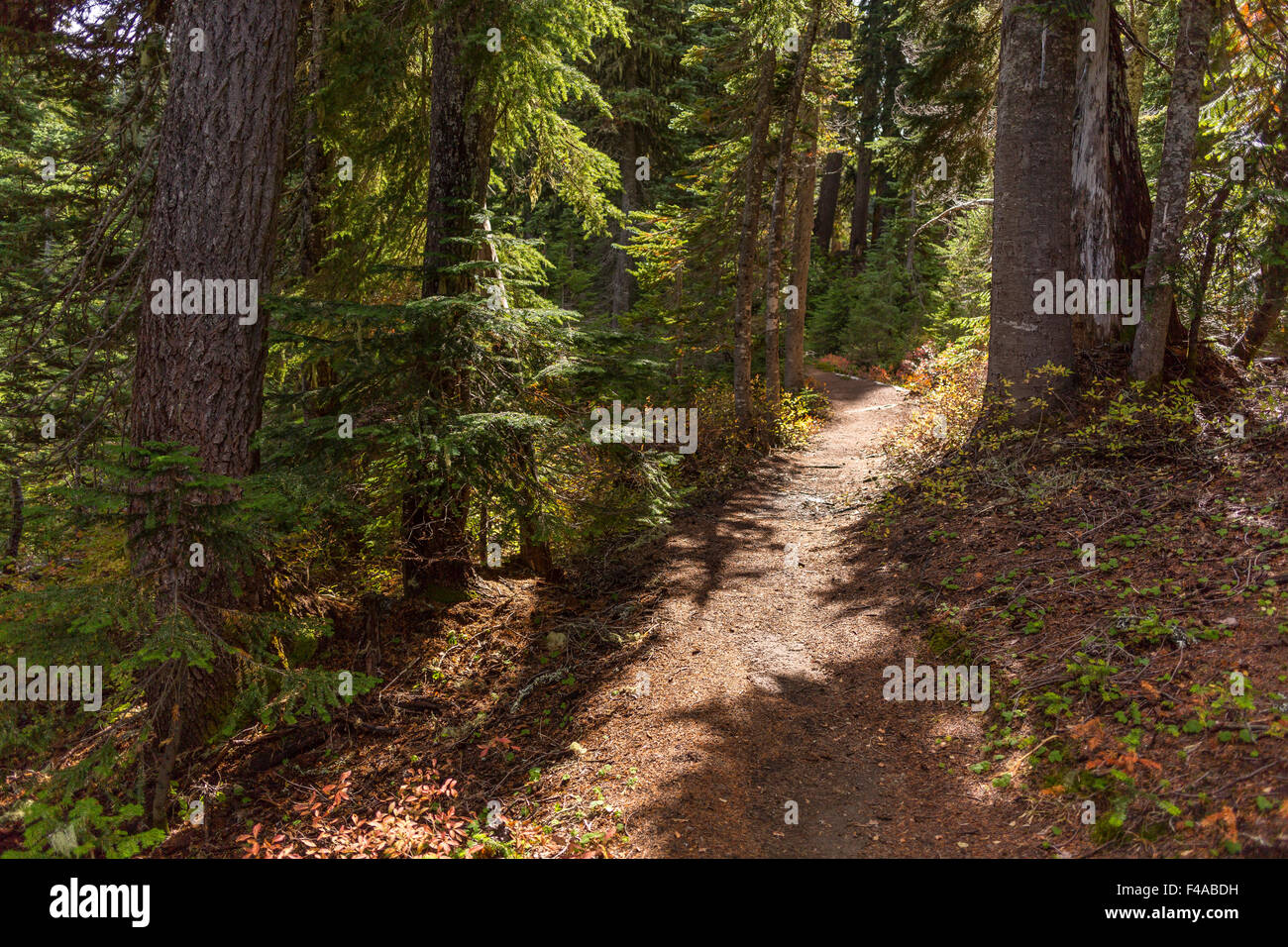 GIFFORD PINCHOT NATIONAL FOREST, WASHINGTON, USA - Trail in indischen Himmel Wildnis. Stockfoto