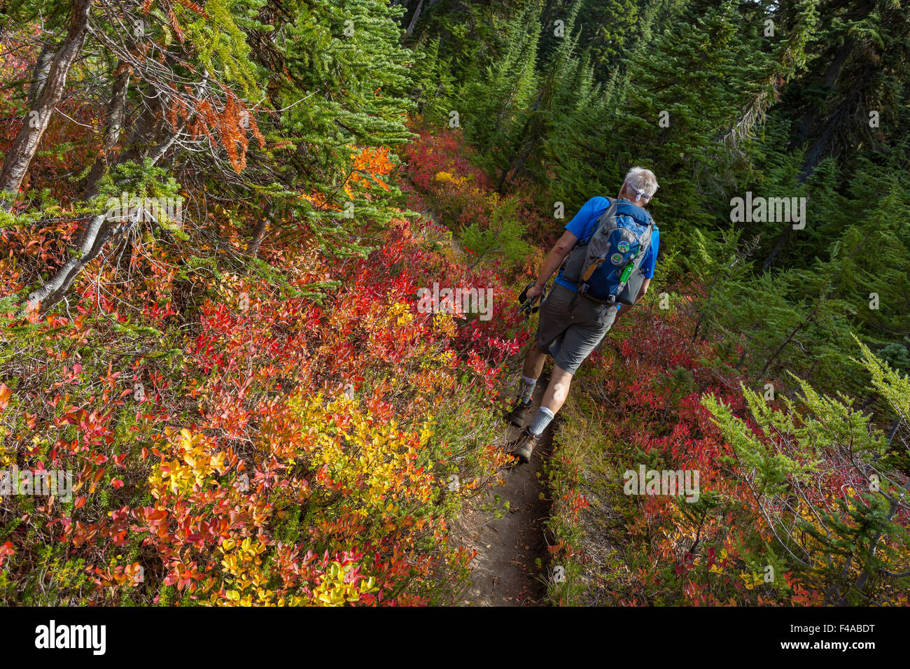 GIFFORD PINCHOT NATIONAL FOREST, WASHINGTON, USA - Wanderer auf Trail und Herbst Laub in Indian Heaven Wilderness. Stockfoto