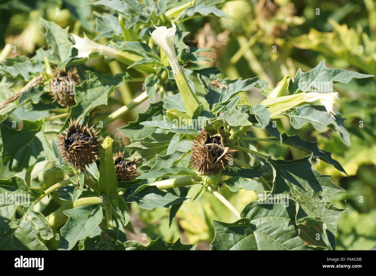 Jimson Unkraut Stockfoto