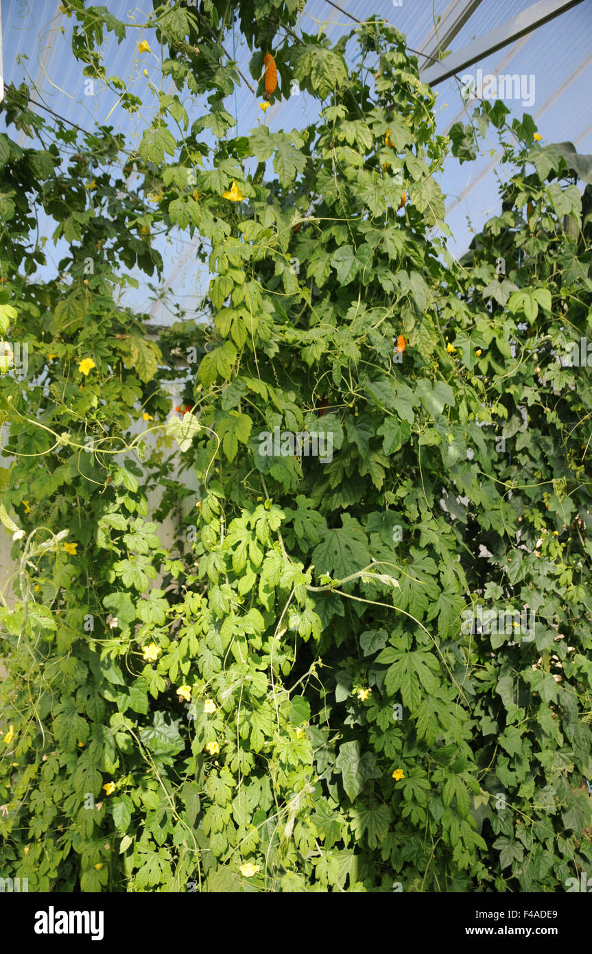 Bittere Gurken Stockfoto