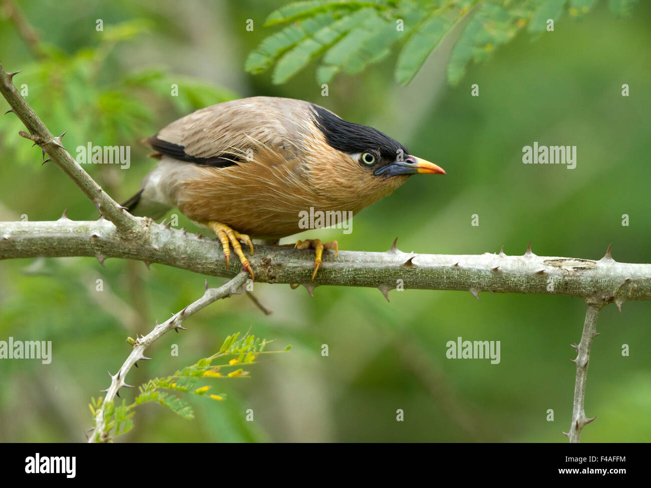 Brahminy Myna oder Brahminy Starling (Sturnia Pagodarum) ist Mitglied der Star-Familie der Vögel. Stockfoto