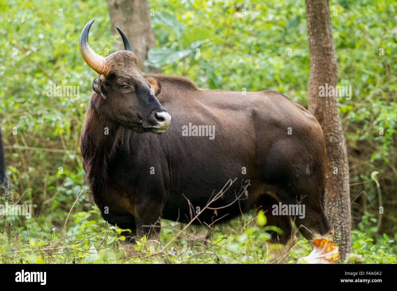 Gaur (Bos Gaurus), auch genannt indische Bison, ist die größte erhaltene Rind, in Südasien und Südostasien heimisch. Stockfoto