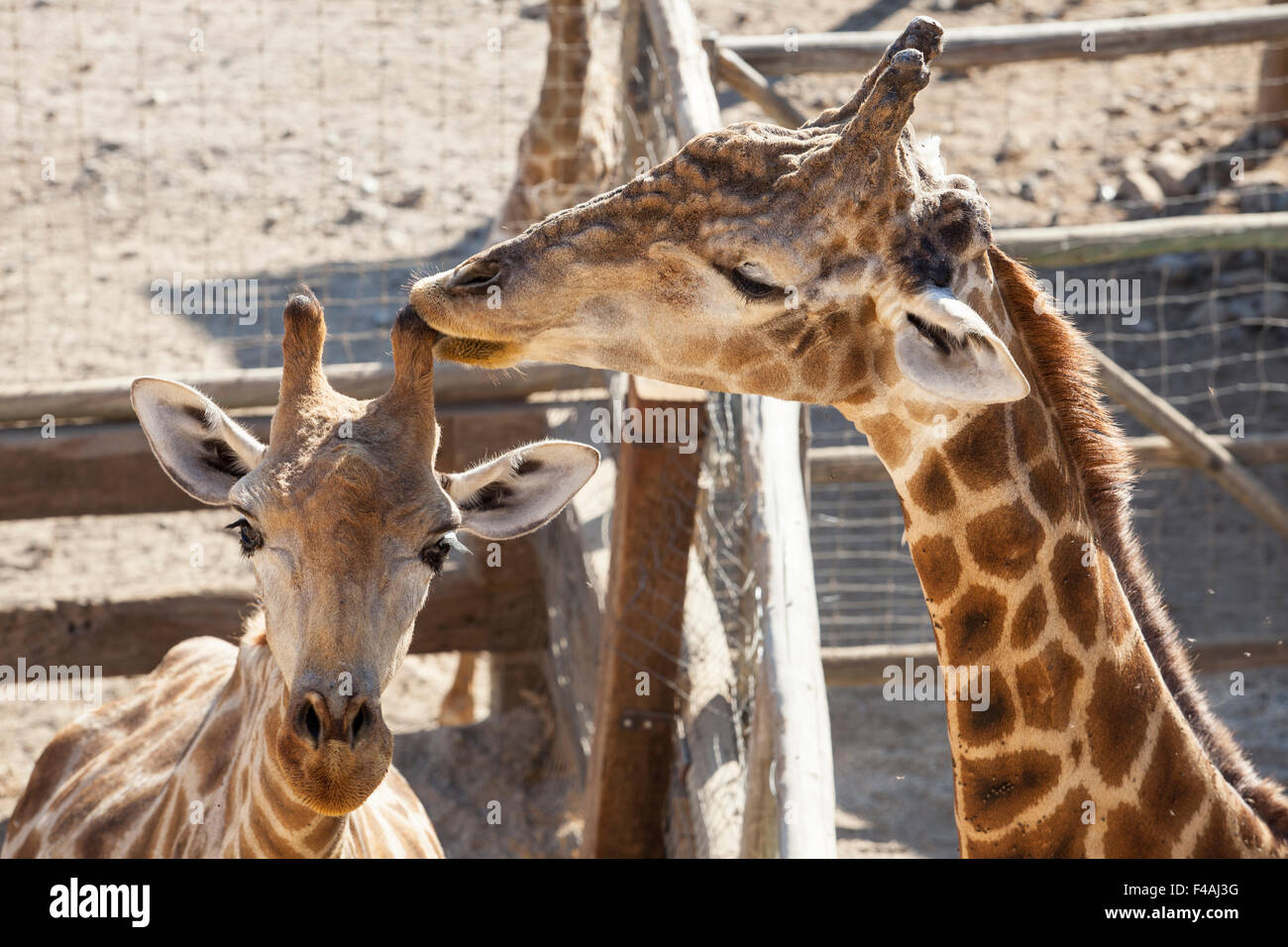 Giraffe Mutter leckt ihr Kind Horn. Closeup hohen Winkel Schuss Stockfoto