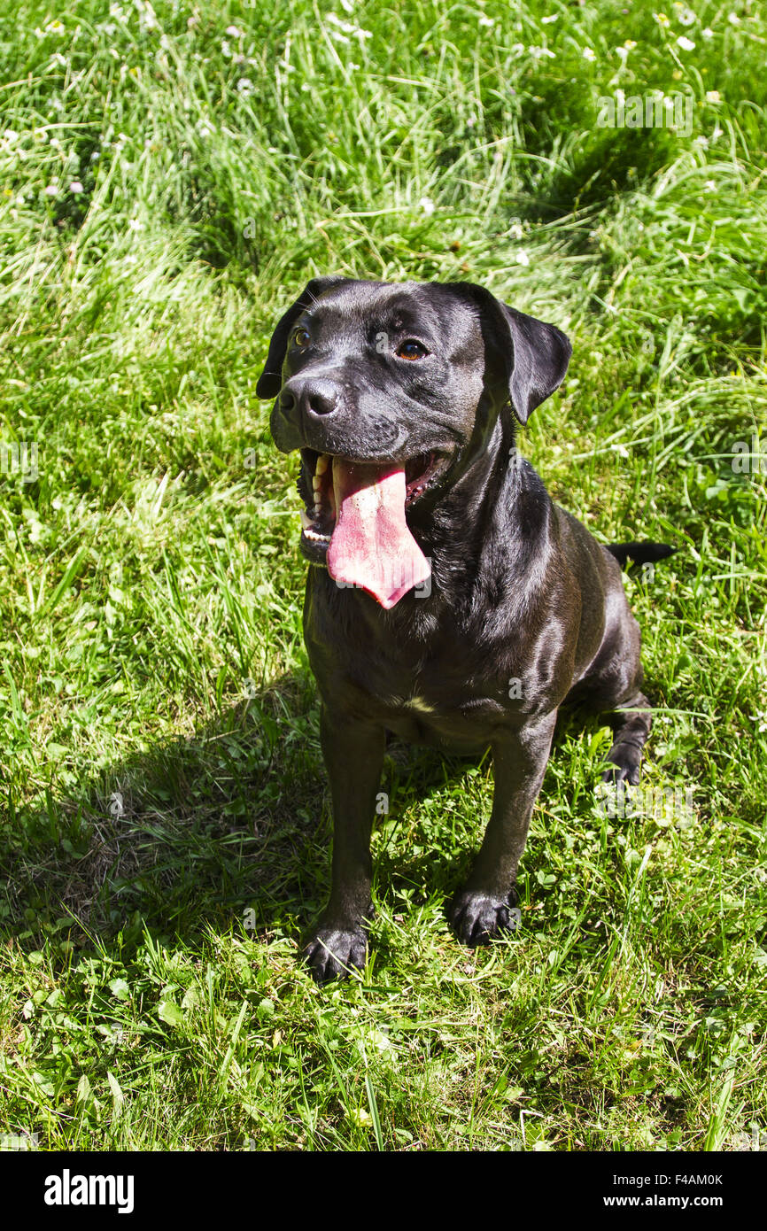 Großer schwarzer Hund Stockfoto