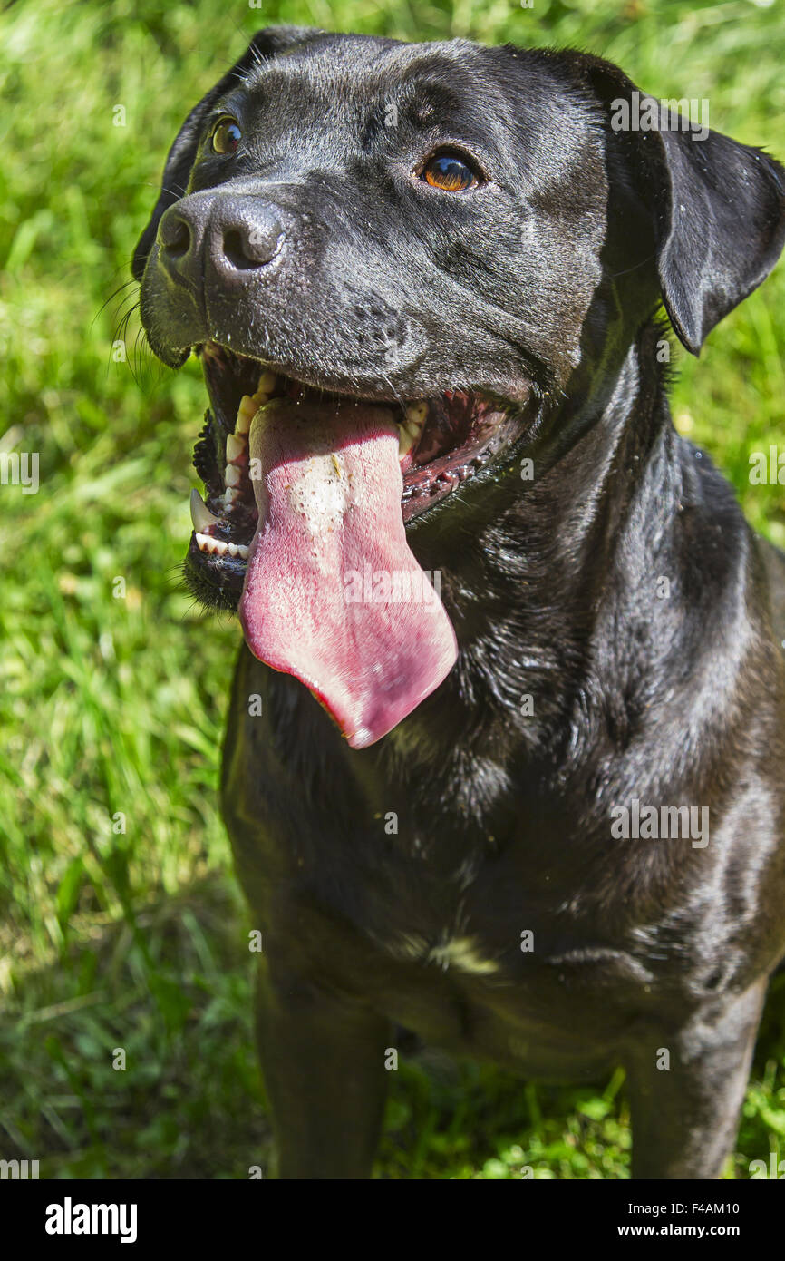 Happy puppy Stockfoto