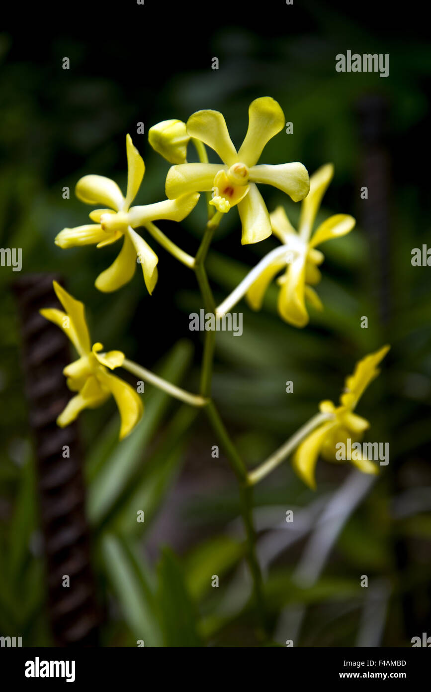 Orchidee blüht Stockfoto
