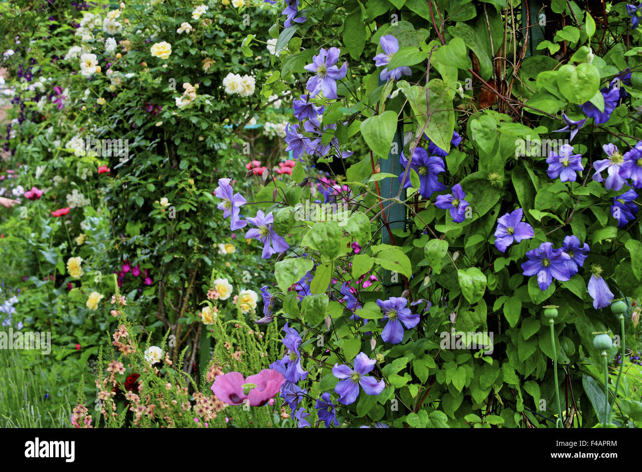 Monet &#39; s Garten, Giverny, Normandie, Frankreich Stockfoto