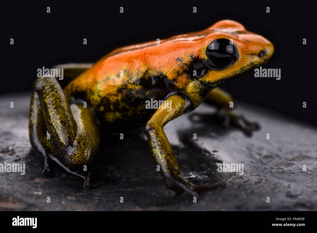 Zweifarbige Dart Frog (Phyllobates bicolor) Stockfoto