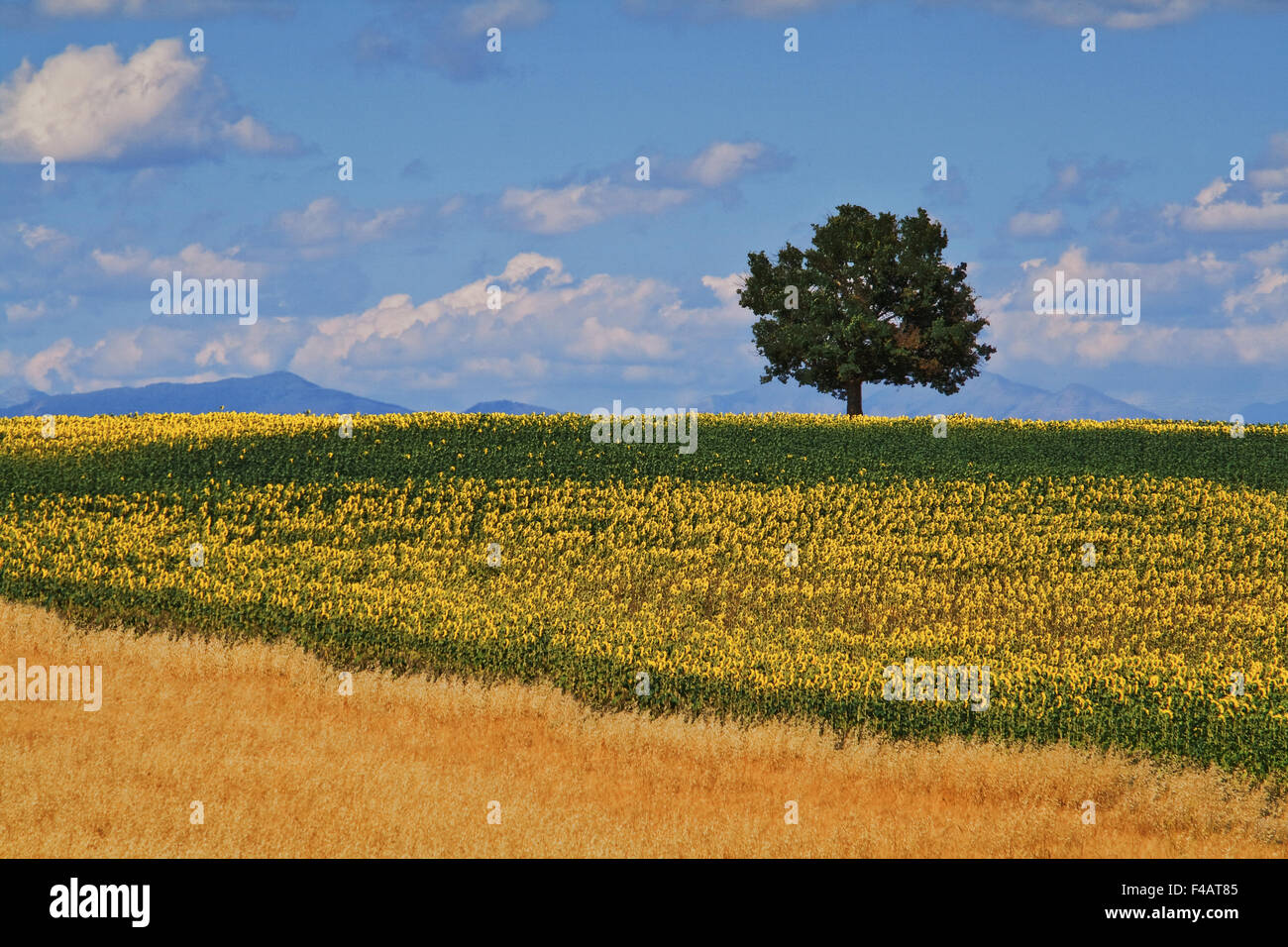 Plateau de Valensole, Provence, Frankreich Stockfoto