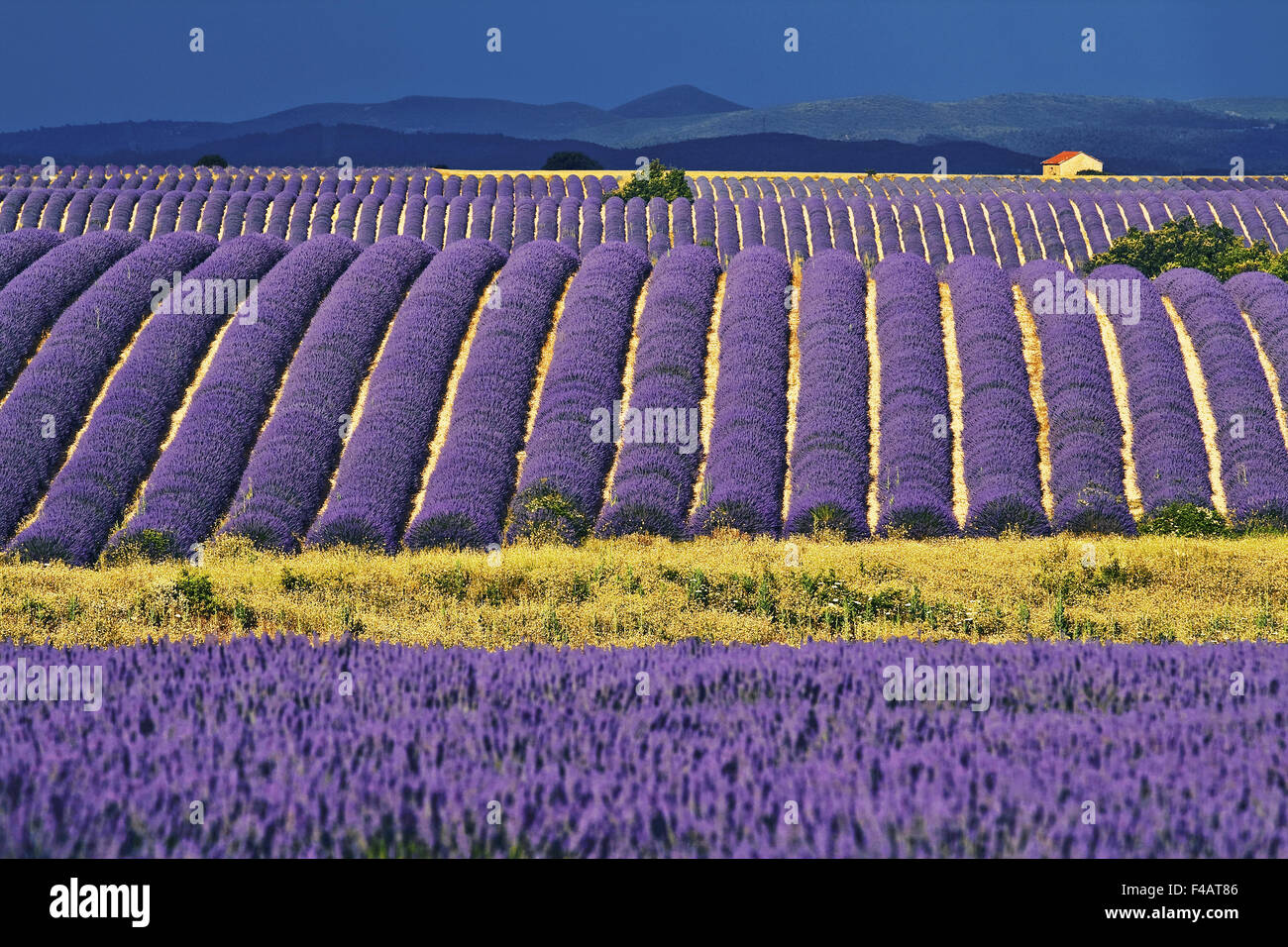 Plateau de Valensole, Provence, Frankreich Stockfoto