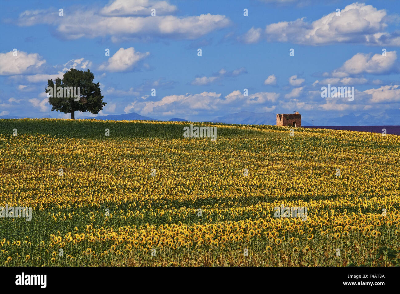 Plateau de Valensole, Provence, Frankreich Stockfoto