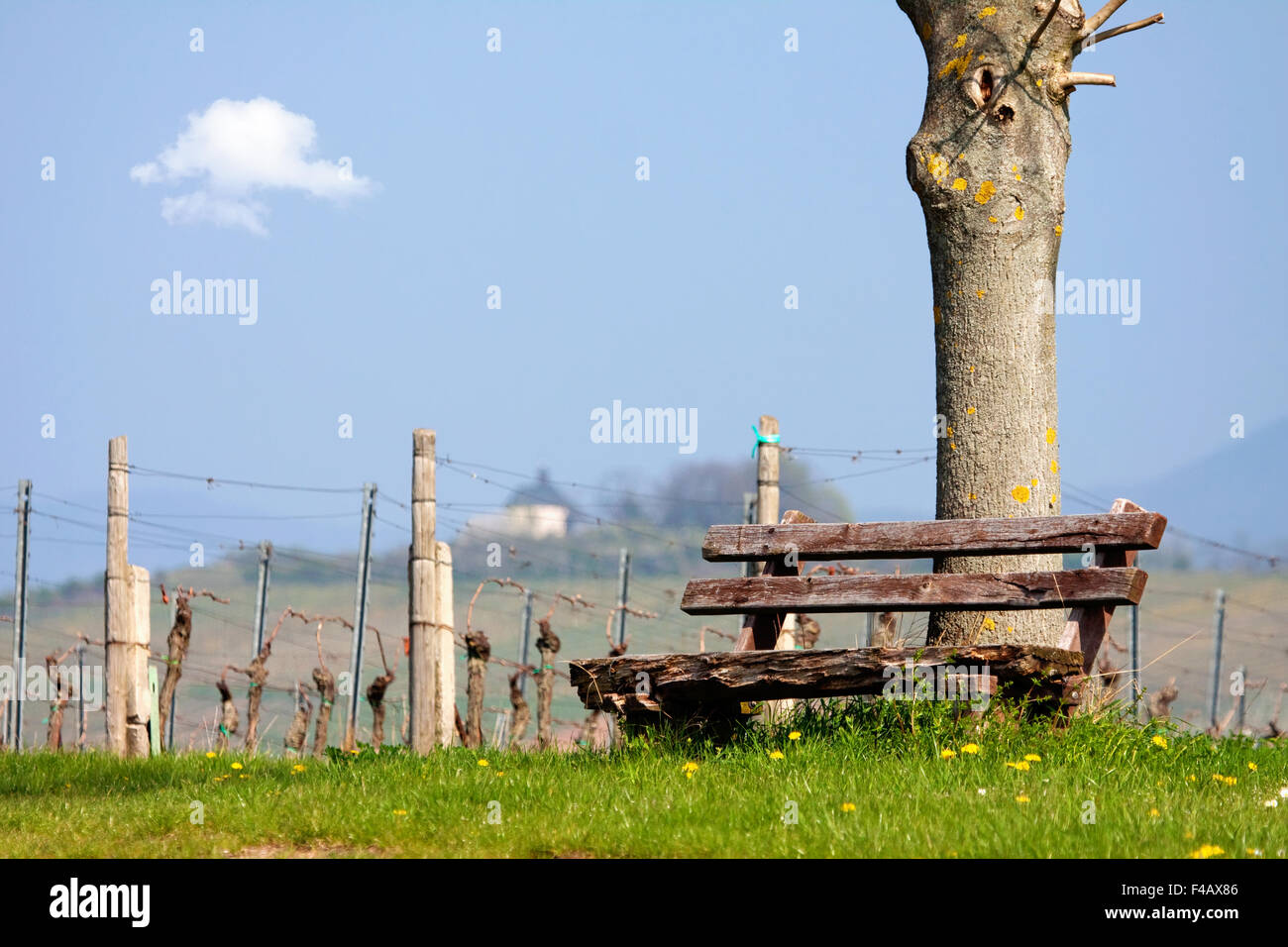 Ruhenden Bank im Wingert Stockfoto