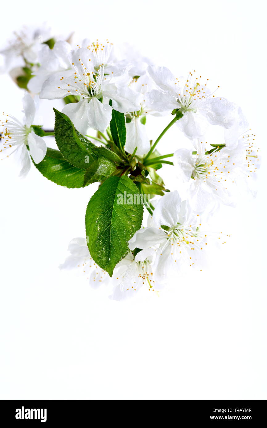 Blühender Zweig der Kirsche. Stockfoto