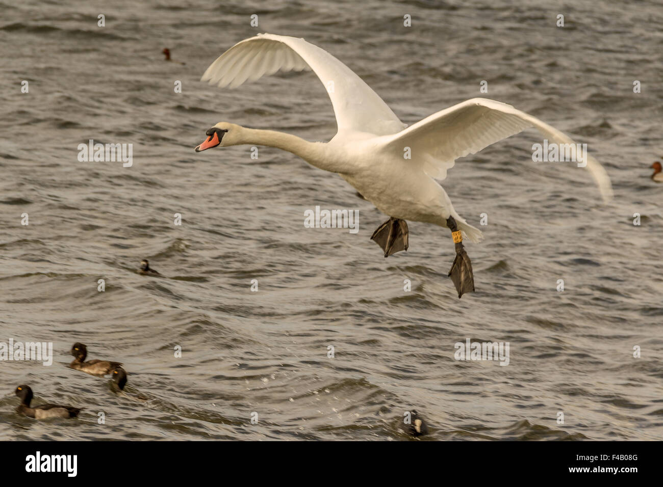 Schwan, Landung Dorset UK Stockfoto