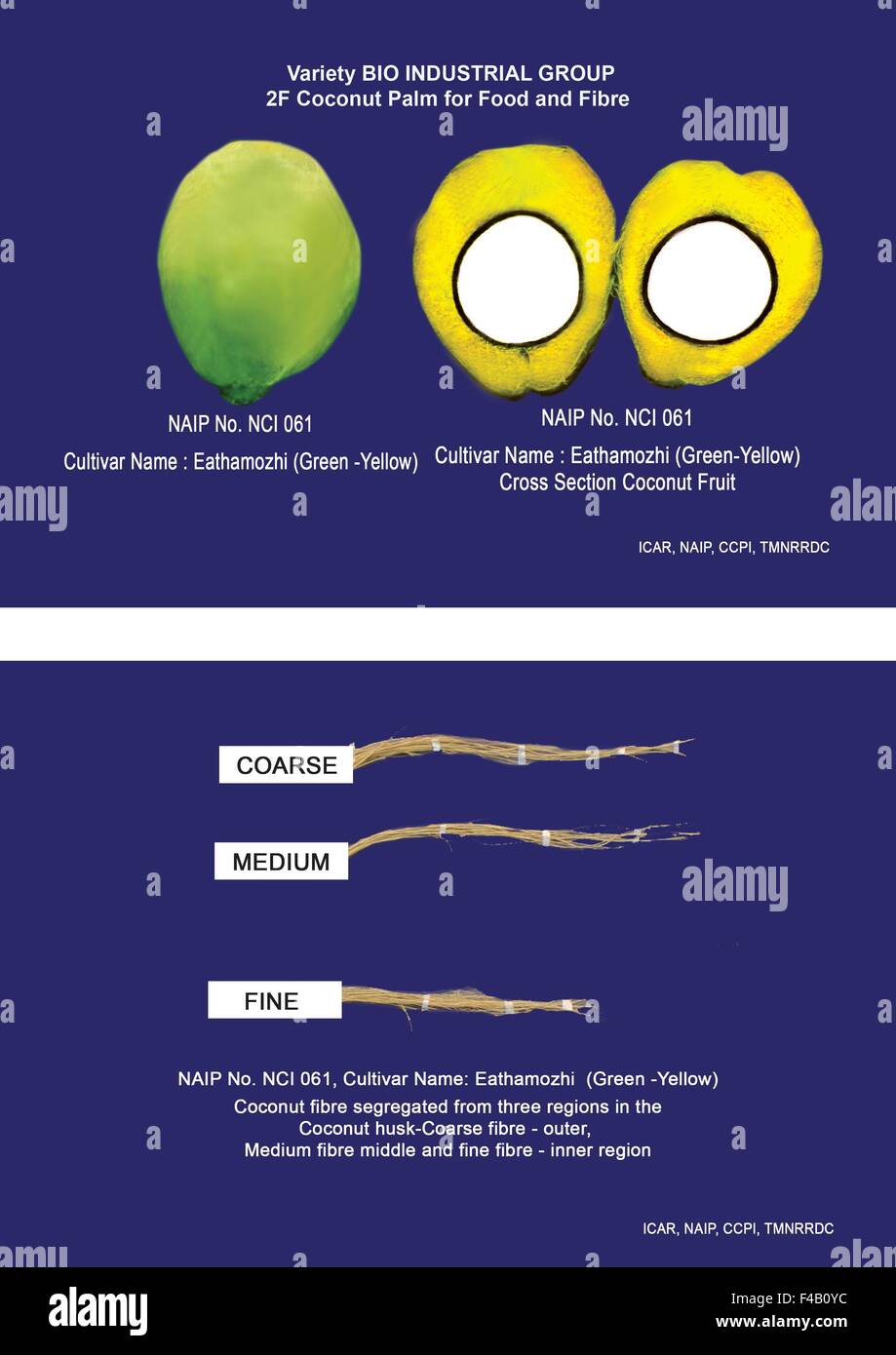 BIO-industrielle Ernte – KOKOSPALME – R&D Kokospalme (Cocos Nucifera L) "Kokos-Frucht" auf ganzheitliche Weise – sorgt für Livelihoo Stockfoto