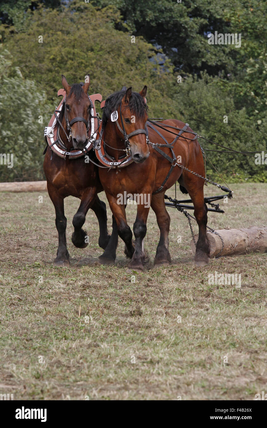Ardenner Pferde arbeiten Stockfoto