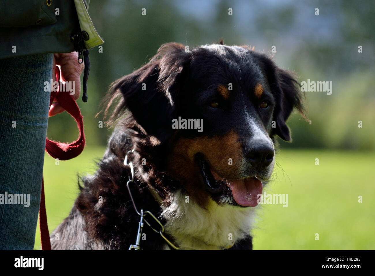 Berner Sennenhund sitzend neben Besitzer Stockfoto