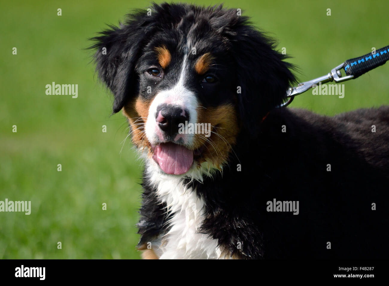 junge Berner Sennenhund - Welpen Foto Stockfoto