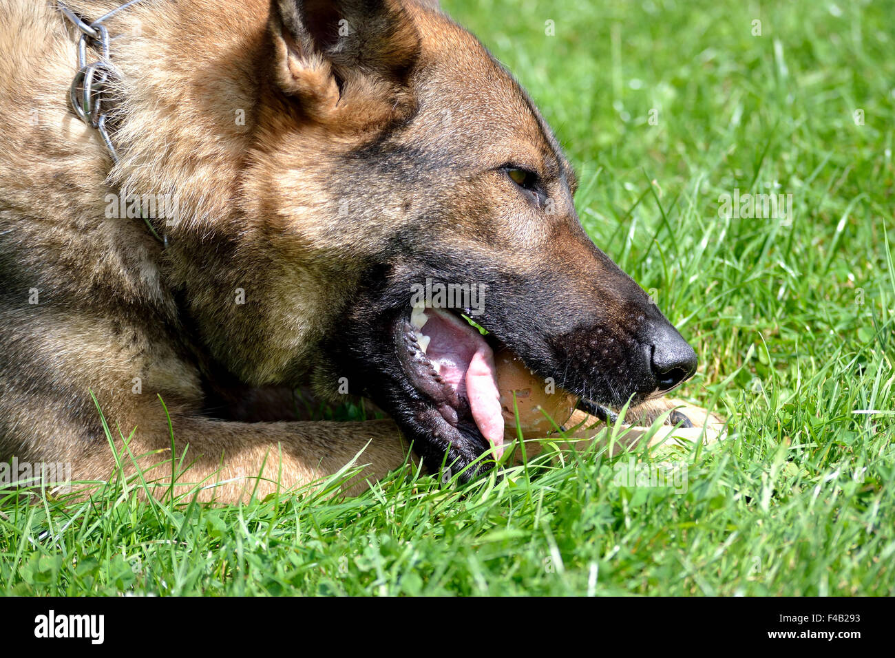 Deutscher Schäferhund mit Spielball Stockfoto
