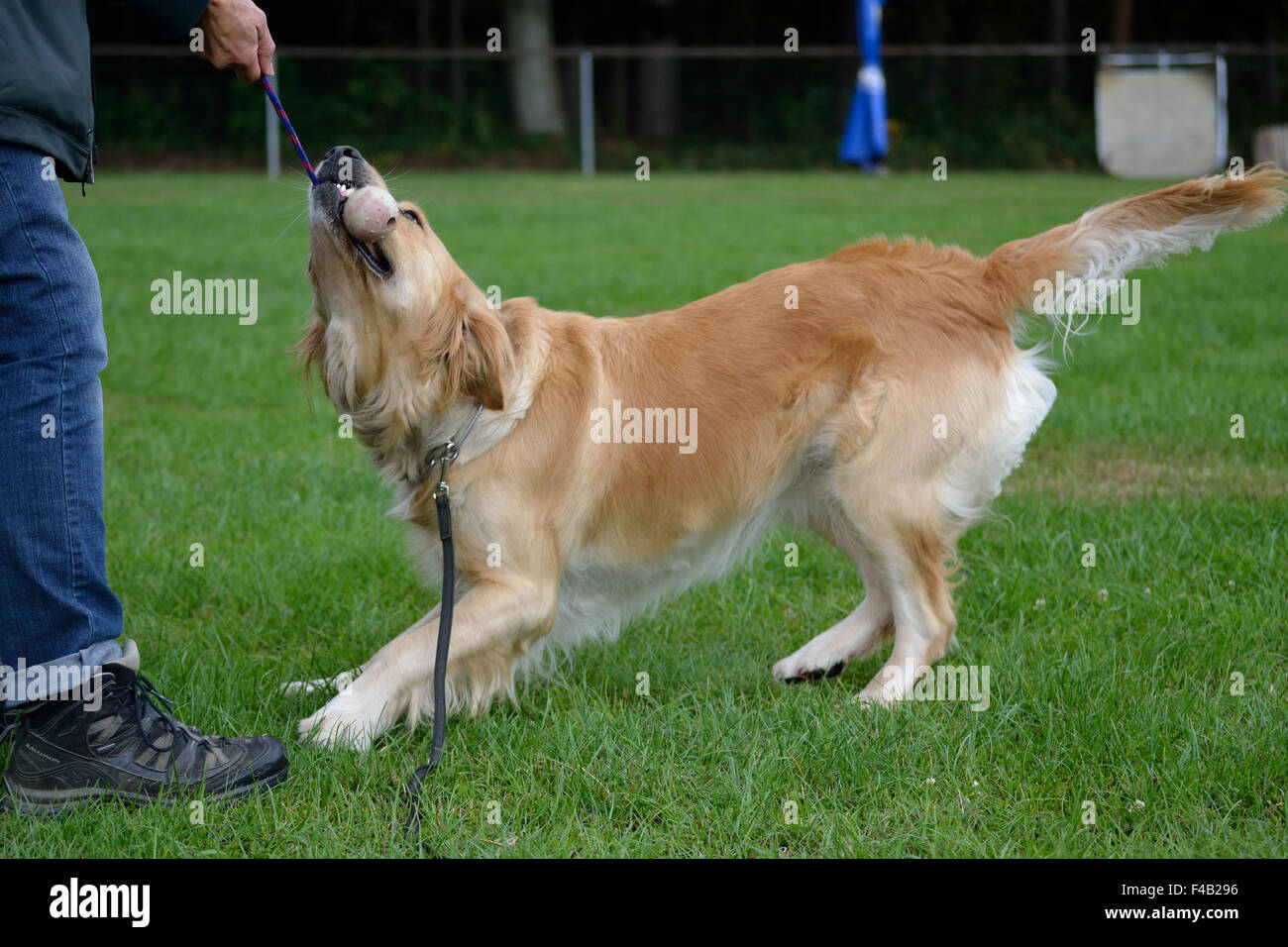 Großer Hund mit Ball spielen Stockfoto