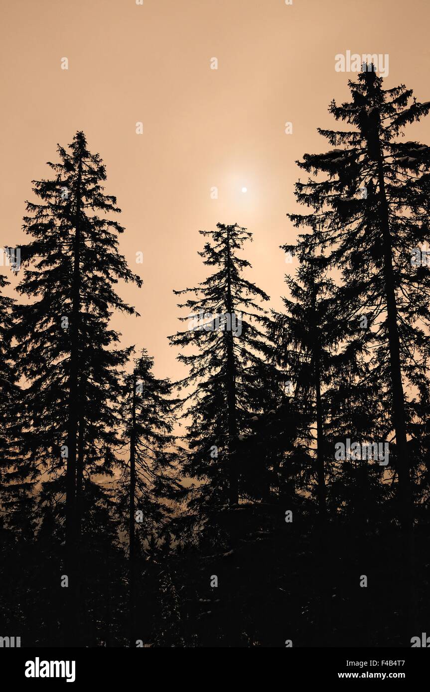 im Schwarzwald in das gelbe Licht Stockfoto