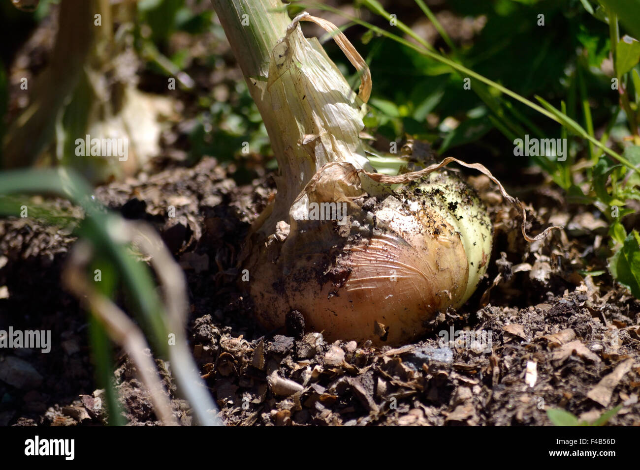 Zwiebel wird geerntet Stockfoto