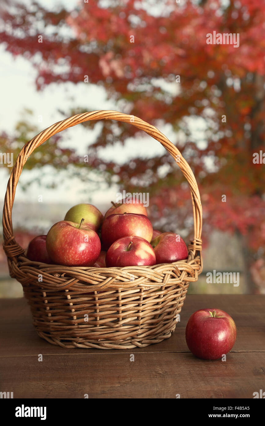 Korb mit frisch gepflückten Äpfel auf Tisch Stockfoto