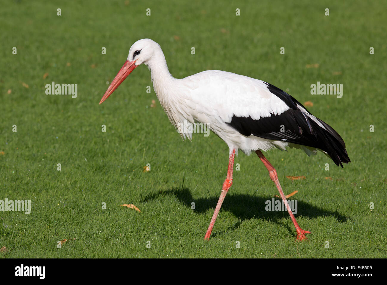 Weißstorch Stockfoto