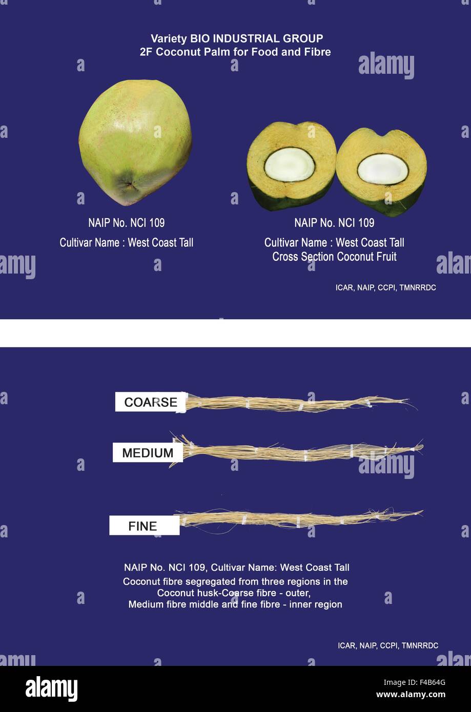 BIO-industrielle Ernte – KOKOSPALME – R&D Kokospalme (Cocos Nucifera L) "Kokos-Frucht" auf ganzheitliche Weise – sorgt für Livelihoo Stockfoto