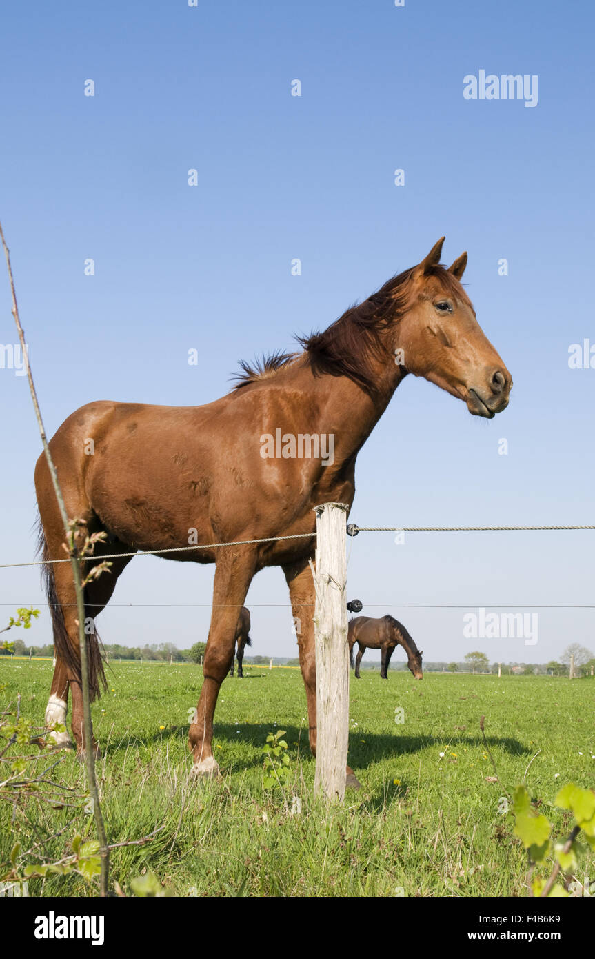 Pferd am Zaun entlang Stockfoto