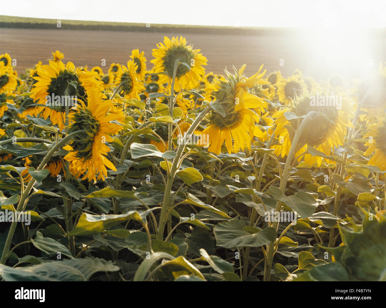 Landwirtschaft-Katalog 2 Farbe Bild Blume horizontale Feldpflanzen Sommer Sonnenblume schwedischen Katalog 3 Stockfoto