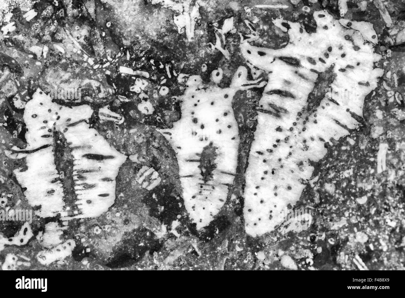 Fossil in Ar Felsen, Gotland, Schweden Stockfoto