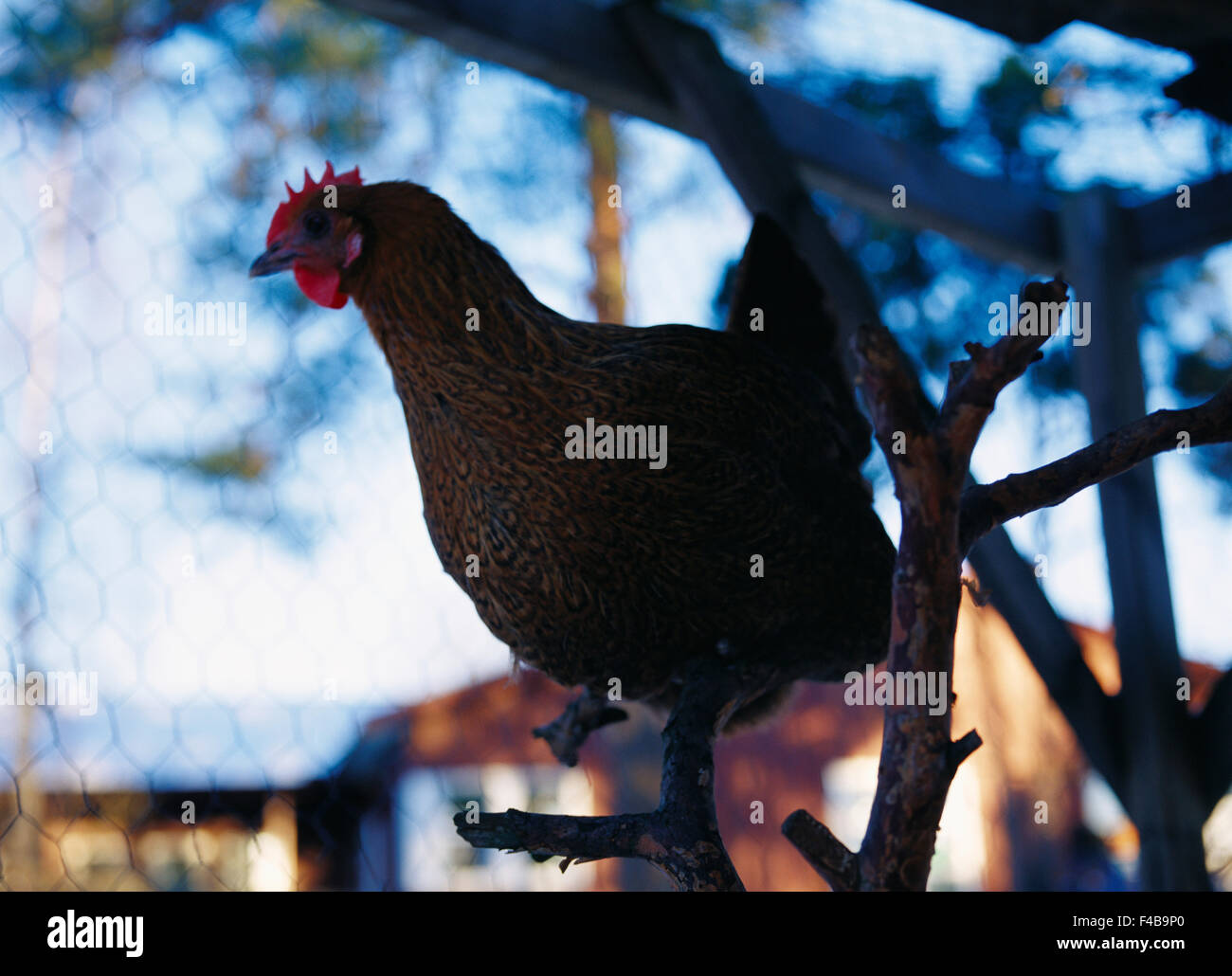 Vogel Käfig Katalog 2 Hühnerfarm Farbe Bild Henne horizontale ein Tier Geflügel schwedischen Katalog 4 Stockfoto