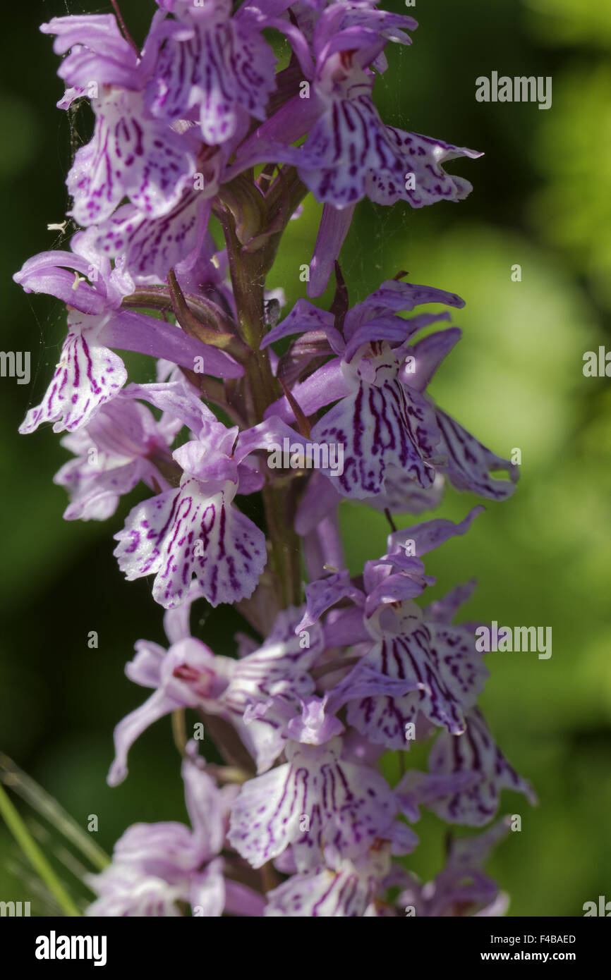 Dactylorhiza Maculata, Heide gesichtet Orchidee Stockfoto