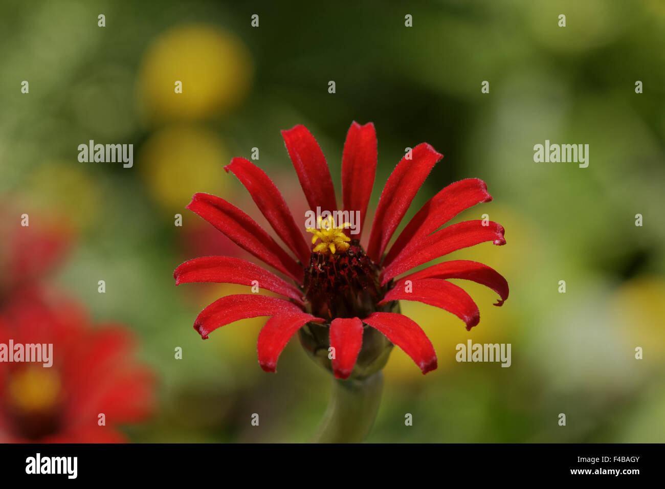 Zinnea Peruviana, peruanische Zinnie Stockfoto