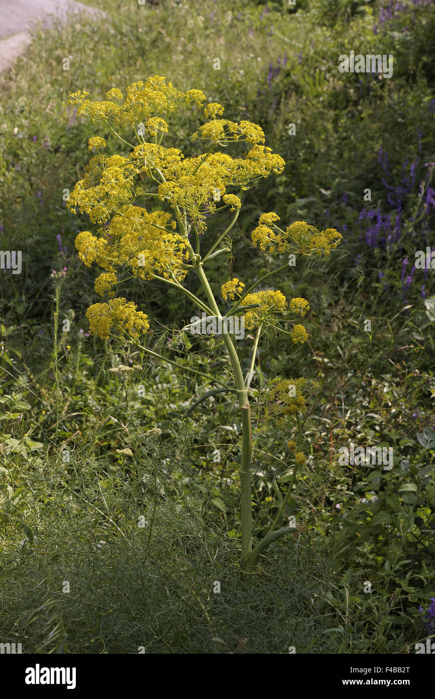 Ferula Communis, Riesen-Fenchel Stockfoto