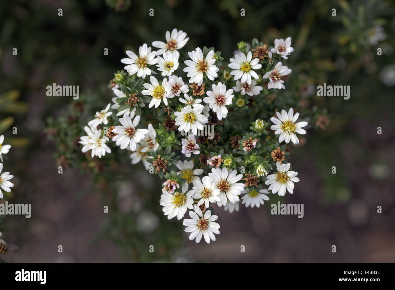 Aster Ericoides, White Aster Aster Heide Stockfoto