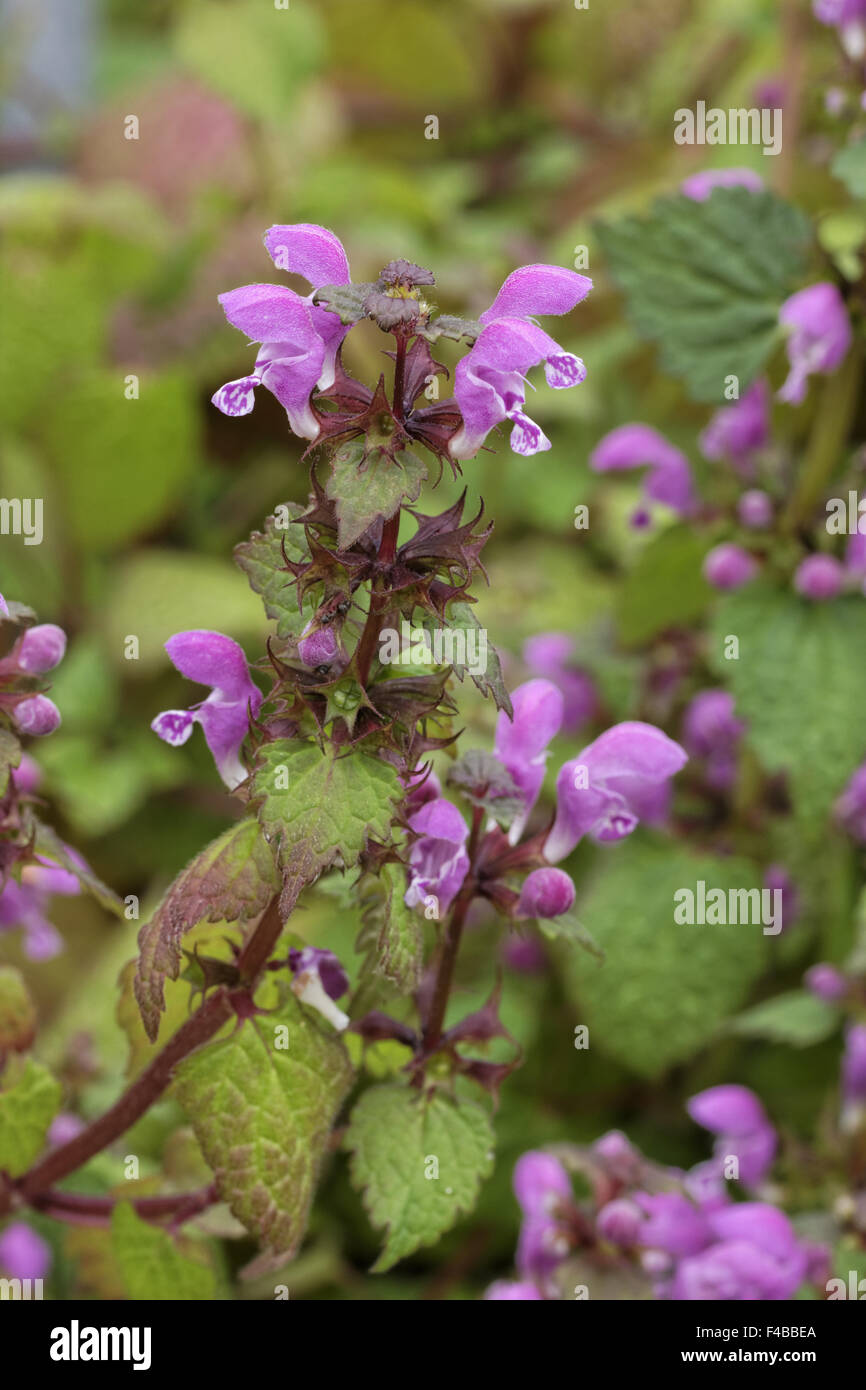 Lamium Maculatum, Spotted Taubnessel Stockfoto