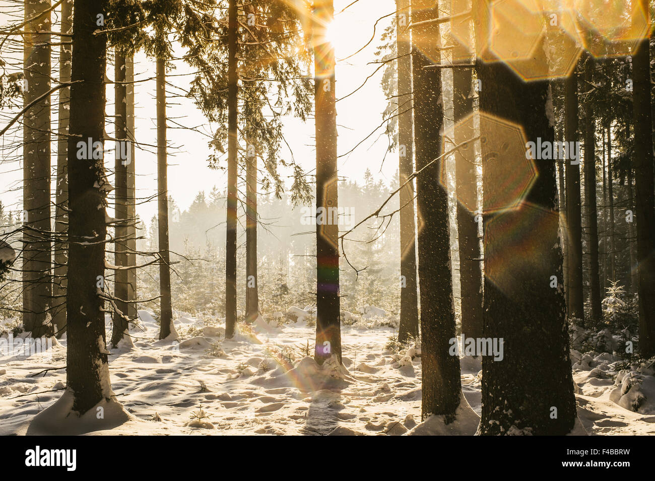 Winterwald mit Linse Flecken Stockfoto
