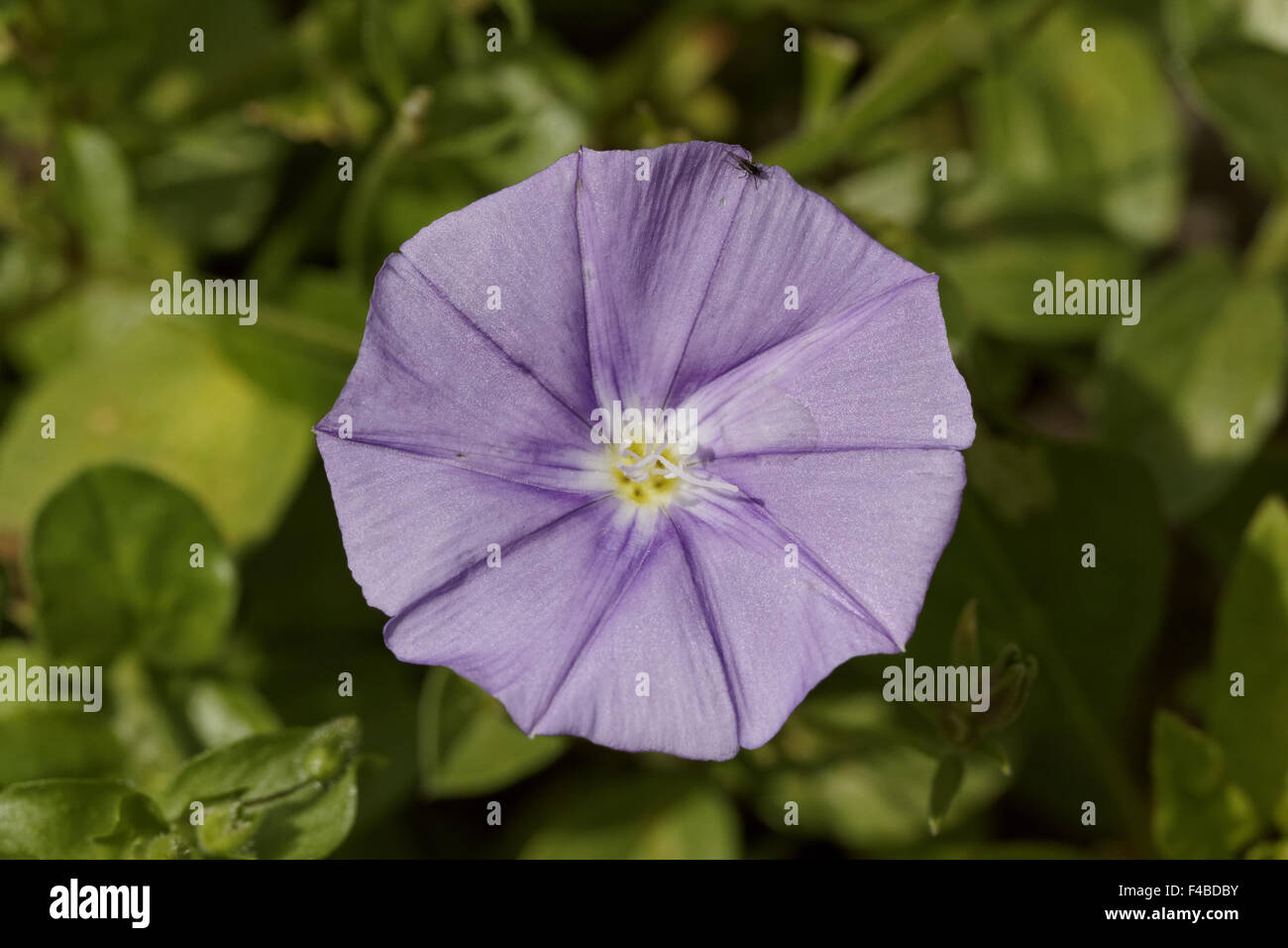 Convolvulus Sabatius, Blue Rock Ackerwinde Stockfoto