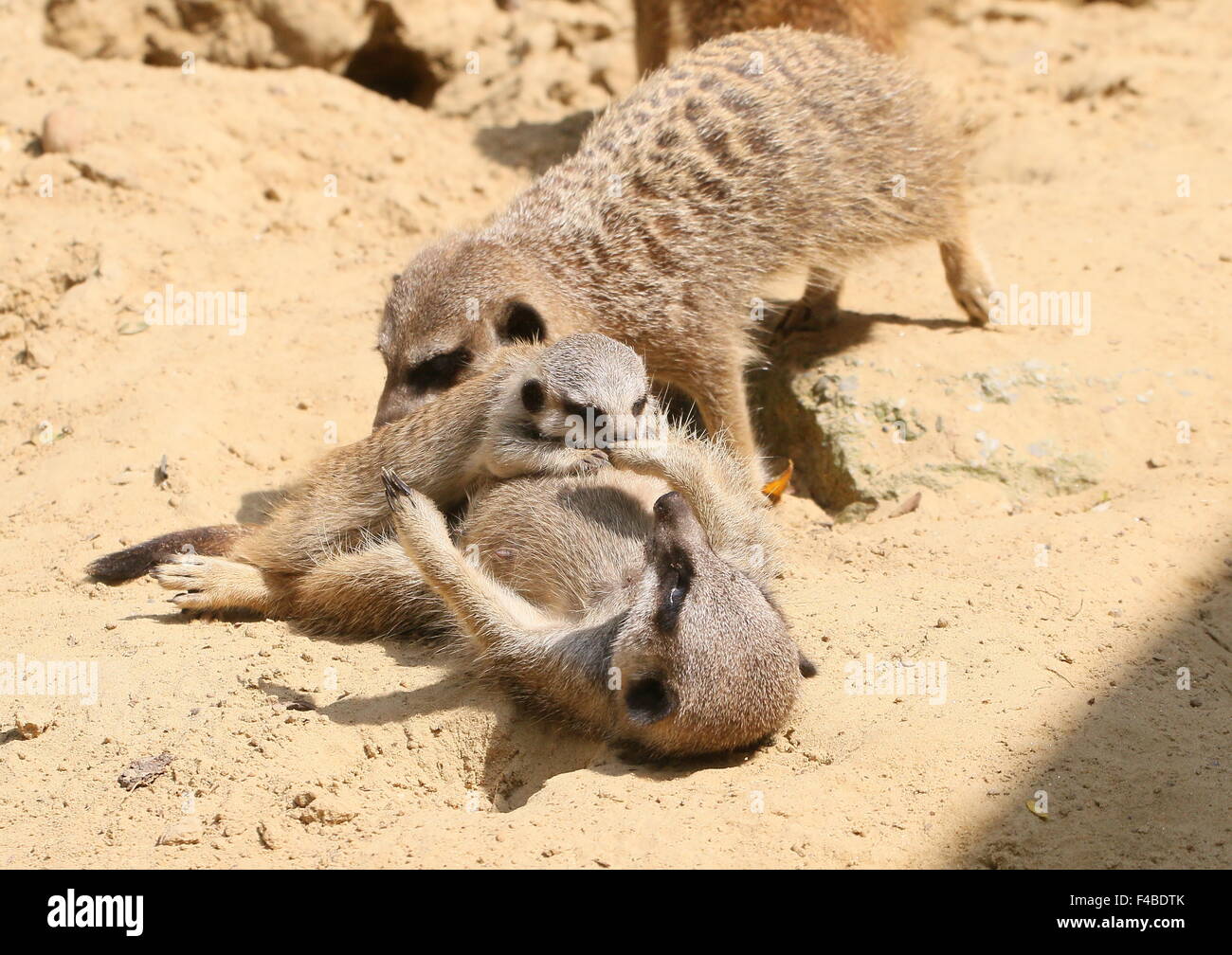 Verspielte Baby südafrikanischen Erdmännchen (Suricata Suricatta) spielt zusammen mit zwei Erwachsenen Stockfoto