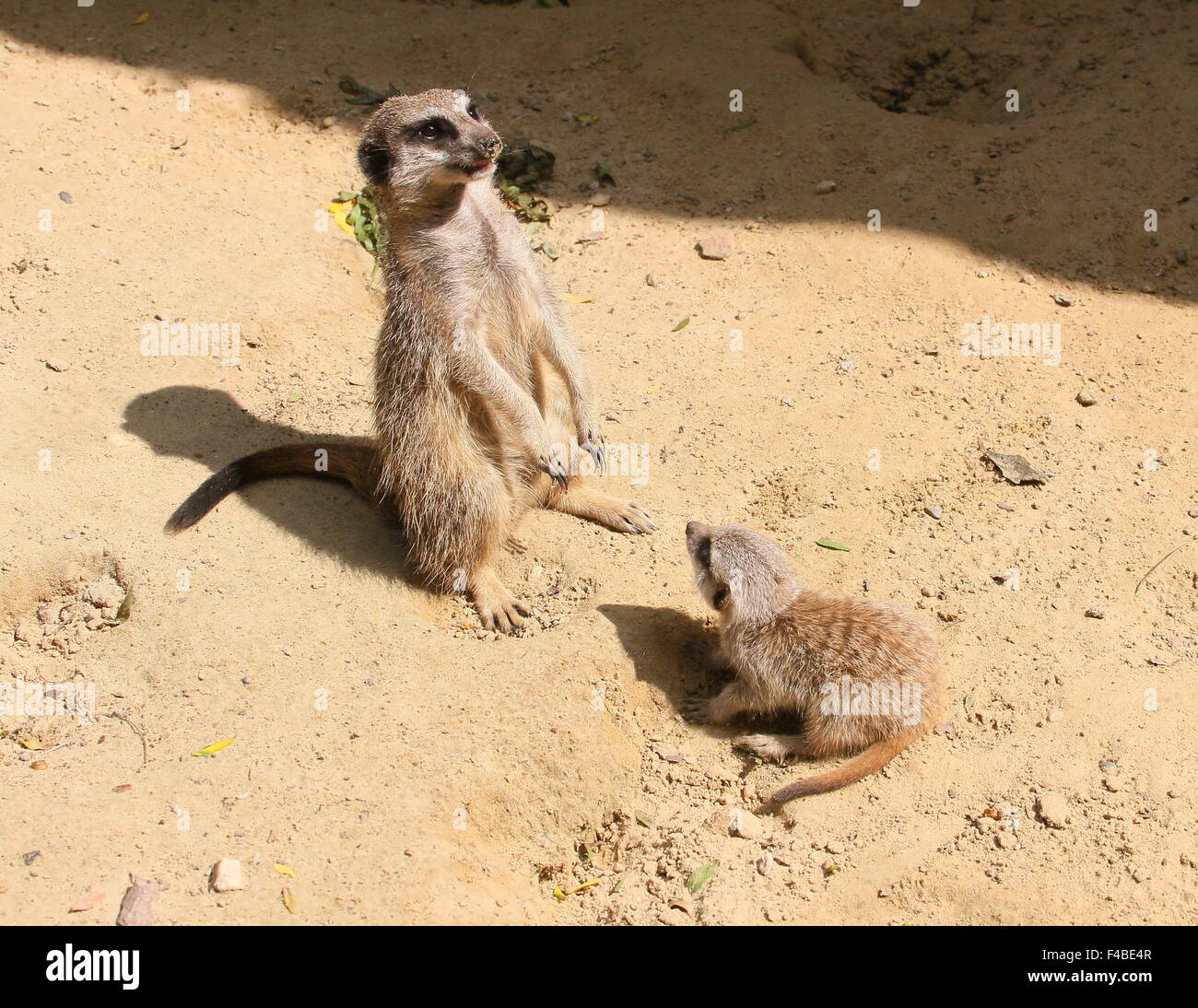 Juvenile südafrikanischen Erdmännchen (Suricata Suricatta) zusammen mit seiner Mutter, Wache stehen, schaut zum Himmel empor Stockfoto