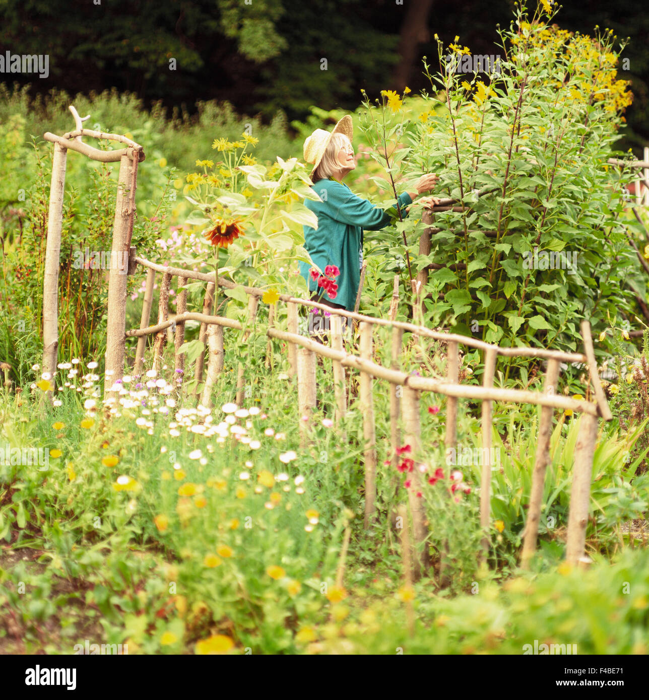 45-49 Jahre Busch Erwachsene nur Farbe Bild häuslichen Lebens Zaun Blumengarten Gärtner im Garten grüne Laub Hut Reifen Stockfoto