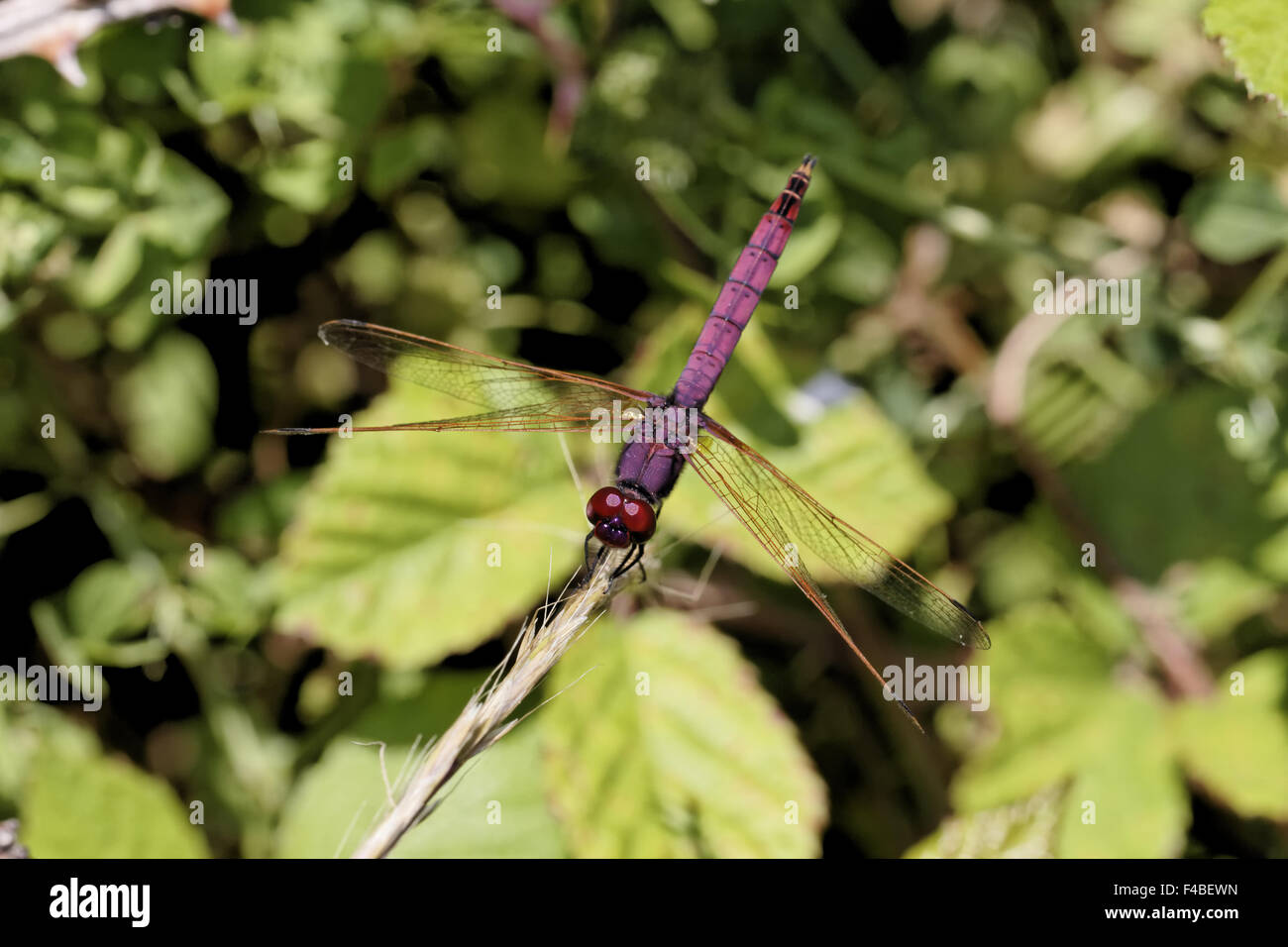 Sympetrum Fonscolombii, rot-veined Darter Stockfoto