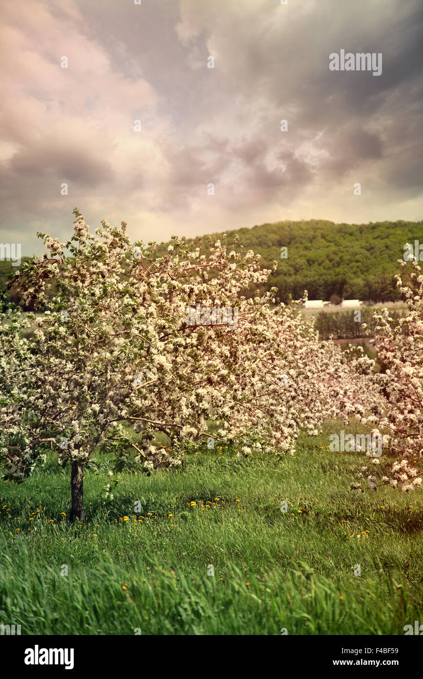 Blühende Apfelbäume im Frühling Stockfoto